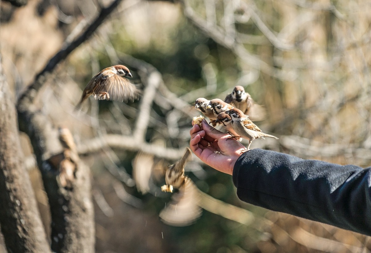 Виды птиц Подмосковья