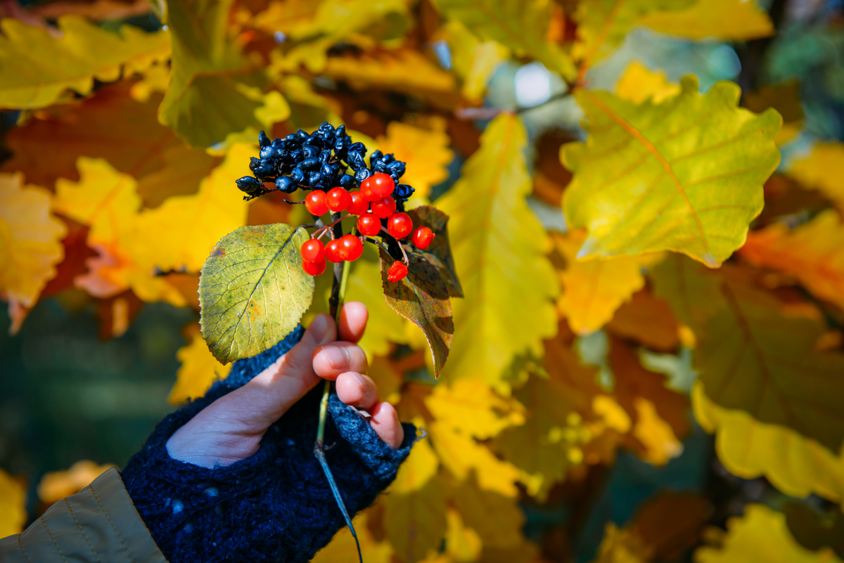 Путеводитель по осенним ягодам Подмосковья.