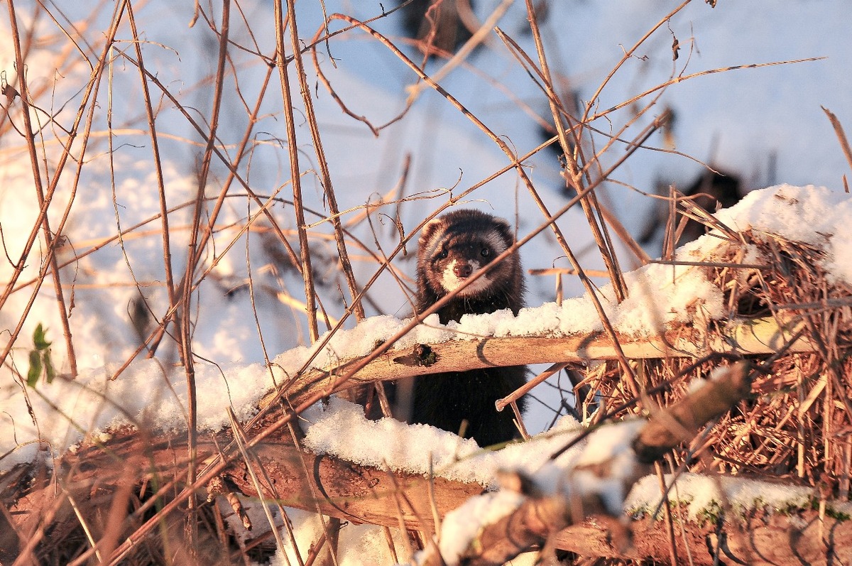 Охотничий сезон