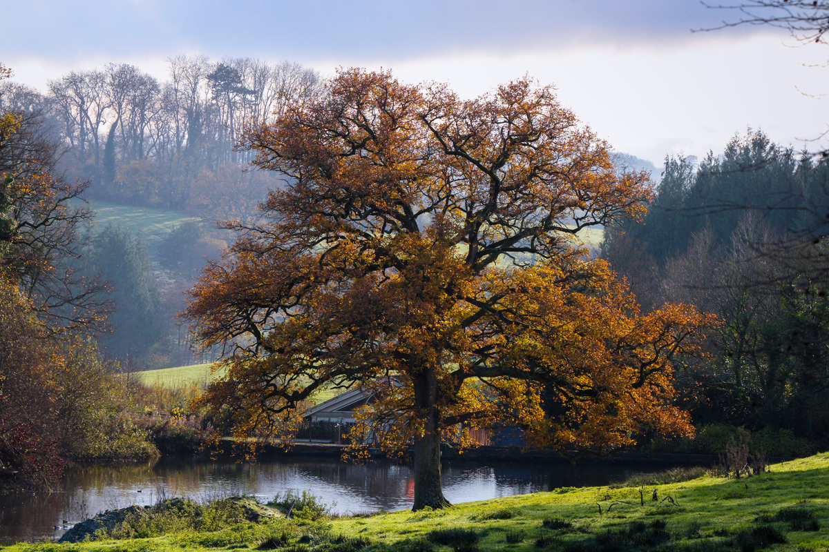 Эзотерические и духовные свойства деревьев в разных культурах