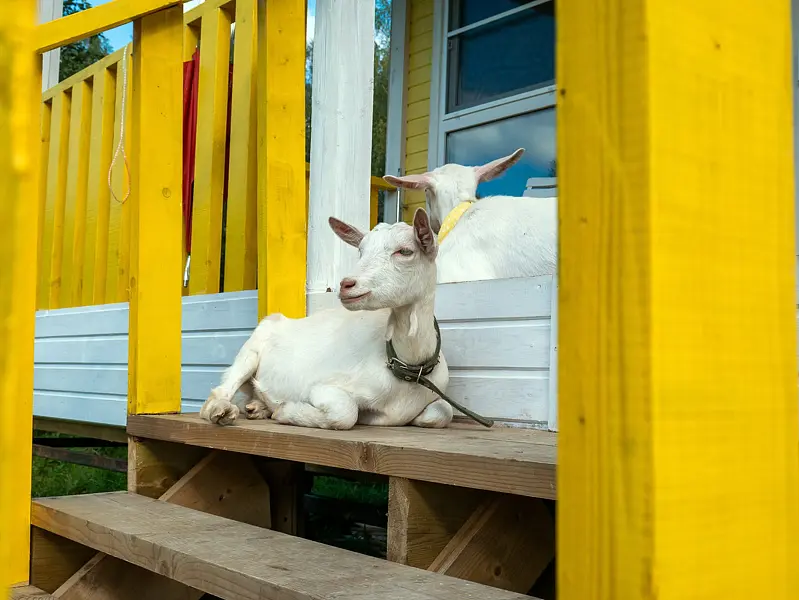 Глэмпинг Модная коза