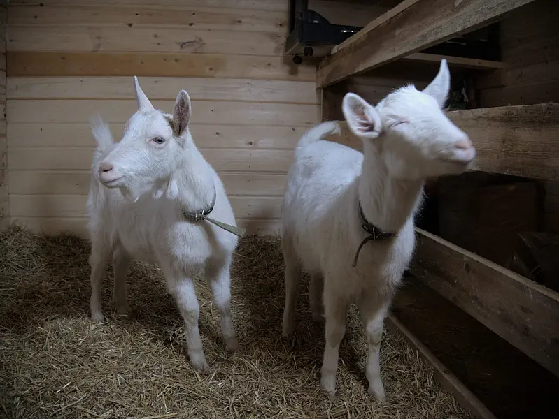 Глэмпинг Модная коза