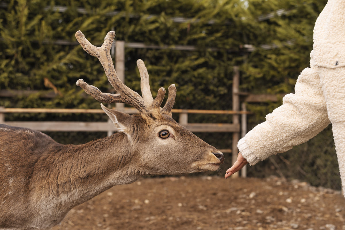 Кормление оленей с рук в Подмосковье