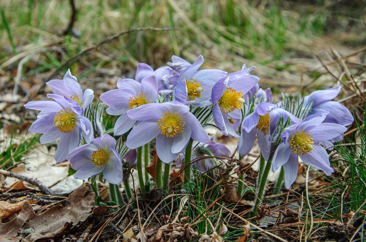 Цветение сон-травы прострела в сосновом бору