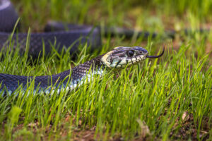 Где реально можно встретить змею в лесу